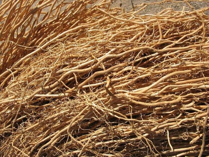 olfactory-inspiration-vetiver-roots.jpg
